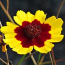 GG88 200 Plains Coreopsis Seeds Edible Medicinal Drought Resistant Fresh USA Warehouse