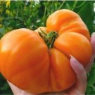 GG88 120 Amana Orange Tomato Seeds Heirloom Organic Non Gmo Fresh Rare USA Warehouse