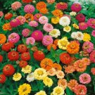 GG88 1000 Zinnia Dwarf Thumbelina Mix Butterflies Hummingbirds Cut Flowers USA Warehouse
