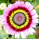 GG88 1000 Painted Daisy Mix Seeds Huge Flowers Butterflies Bees Bright Colors USA Warehouse