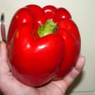 GG88 120 Giant Red Bell Pepper Seeds Sweet Heirloom Organic Non Gmo Fresh USA Warehouse