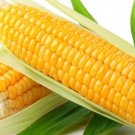 GG88 5000 Sweet Golden Bantam Corn Seeds Heirloom Organic Non Gmo Fresh USA Warehouse