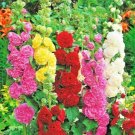 GG88 120 Hollyhock Mix Seeds Huge Flowers Bees Butterflies Rare USA Warehouse