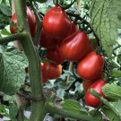 GG88 30 Napoli Tomato Seeds Heirloom Organic Non Gmo Fresh USA Warehouse