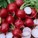 GG88 200 Champion Radish Seeds Heirloom Organic Non Gmo Fresh USA Warehouse