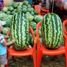 GG88 24 Congo Watermelon Seeds Large Non Gmo Heirloom Organic Rare USA Warehouse