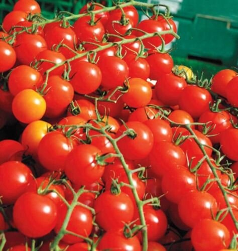 GG88 200 Cherry Tomato Super Sweet Large Seeds Heirloom Non Gmo Rare Organic USA Warehouse