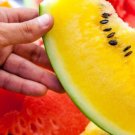 GG88 20 Yellow Flesh Moon And Stars Watermelon Seeds Non Gmo Heirloom Fresh USA Warehouse