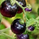 GG88 10 European Black Cherry Tomato Seeds Heirloom Non Gmo Sweet Rare USA Warehouse
