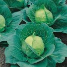 GG88 4000 Cabbage Seeds Golden Acre Heirloom Non Gmo Fresh USA Warehouse