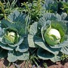 GG88 4000 Cabbage Seeds Brunswick Heirloom Non Gmo Fresh USA Warehouse