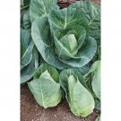 GG88 500 Cabbage Seeds Early Jersey Wakefield Heirloom Non Gmo Fresh USA Warehouse