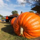 GG88 10Ct Dill'S Atlantic Giant Pumpkin Seeds Heirloom World Record Non Gmo USA Warehouse