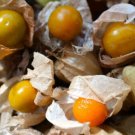 GG88 100 Cape Gooseberry Seeds Rare Fruit Spring Ground Cherry Heirloom Sweet Usa USA Warehouse