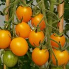 GG88 10 Gold Nugget Cherry Tomato Seeds Organic Heirloom Non Gmo Supersweet USA Warehouse
