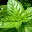 GG88 1500 Lemon Basil Seeds Ocimum Basilicum Herb Organic Heirloom Non Gmo USA Warehouse