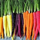 GG88 1000 Rainbow Carrot Blend Mix Seeds Non Gmo Heirloom Organic Fresh USA Warehouse