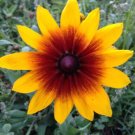 GG88 500 Gloriosa Daisy Seeds Heirloom Rare USA Warehouse