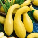 GG88 100 Yellow Crookneck Squash Seeds Golden Summer Heirloom Non Gmo Fresh USA Warehouse