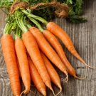 GG88 200 Tendersweet Carrot Seeds Non Gmo Heirloom Organic Fresh USA Warehouse