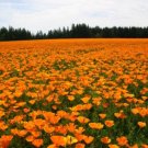 GG88 Poppy California Orange 1000 Seeds USA Warehouse