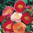 GG88 Poppy Double Shirley Red 1000 Seeds USA Warehouse