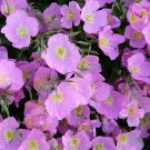 GG88 400 Evening Primrose Seeds Pink Fresh USA Warehouse