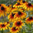 GG88 Black Eyed Susan Seeds 250 Seeds USA Warehouse