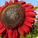 GG88 100 Red Sun Sunflower Seeds Heirloom Non Gmo Fresh Rare USA Warehouse