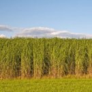 GG88 1 Lb Switchgrass Seeds Native Tall Grass Prairie Ornamental Perennial Pound USA Warehouse