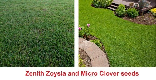 GG88 Drought Resistant Ground Cover Zenith Zoysia And Micro Clover Seeds USA Warehouse