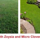 GG88 Drought Resistant Ground Cover Zenith Zoysia And Micro Clover Seeds USA Warehouse