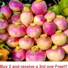 GG88 Purple Top Turnip Seeds NonGm 1500 Seeds USA Warehouse