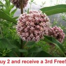GG88 Common Milkweed 500 Seeds Asclepias Syriaca USA Warehouse