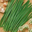 GG88 Garlic Chives Seeds Fresh Garden 100 Seeds USA Warehouse