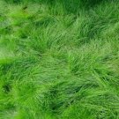 GG88 Creeping Red Fescue Grass Seed Shade Tolerant Fescue 8 Ounces USA Warehouse