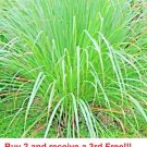 GG88 Lemongrass 300 Seeds Lemon Grass Mosquito Deterrent USA Warehouse