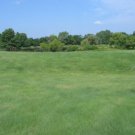 GG88 1 Pound Buffalo Grass Seed Native Prairie Sedge Low Maintenance Drought Heat USA Warehouse