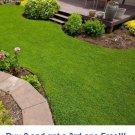 GG88 Micro Clover Seeds 50008000 Pack Of Seeds USA Warehouse GG88 Micro Clover Seeds 50008000 Pack Of Seeds USA Warehouse