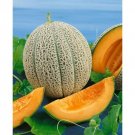 GG88 Hales Best Jumbo Cantaloupe Seeds NonGmo Fresh Garden Seeds 100 Seeds USA Warehouse