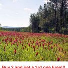 GG88 Clover Crimson Red Flowers Legume Adds Nitrogen Pollinators 1000 Seeds!!! USA Warehouse