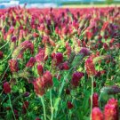 GG88 Clover Crimson Red Flowers Legume Adds Nitrogen Pollinators 1000 Seeds! USA Warehouse