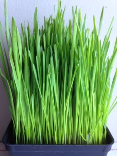 GG88 Wheatgrass Seeds Cat Grass Seeds Non Gmo 600700 Seeds USA Warehouse