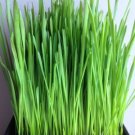 GG88 Wheatgrass Seeds Cat Grass Seeds Non Gmo 600700 Seeds USA Warehouse