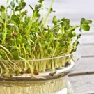 GG88 Alfalfa Organic Sprouting Seeds 8000 Seeds USA Warehouse