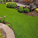 GG88 Micro Clover Seeds 5000 Seeds USA Warehouse
