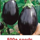 GG88 500 Black Beauty Eggplant Seeds Vegetable Garden Culinary Cooking  USA Warehouse