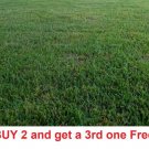 GG88 Zenith Zoysia Grass 1000 Seeds Starter Sample Kit USA Warehouse