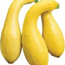 GG88 Early Summer Crookneck Squash 25 Seeds Yellow Vegetable USA Warehouse