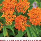 GG88 Orange Butterfly Weed Milkweed 100 Seeds Asclepias Tuberose USA Warehouse